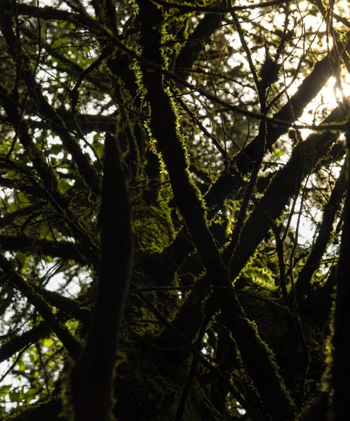 Close Mossy Trunk Texture Trees — Stok fotoğraf