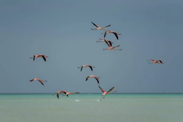 Gruppe Von Flamingos Exotische Vögel Holbox Insel Karibik Mexiko — Stockfoto