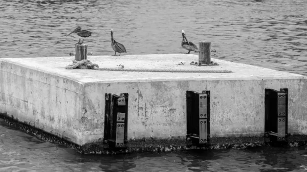 Holbox Mexikanischer Inselhafen Vögel — Stockfoto