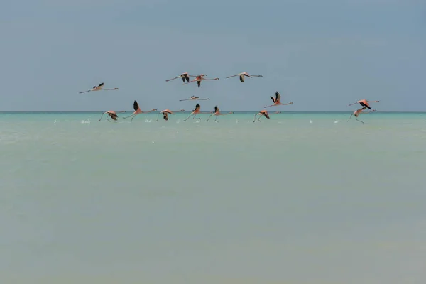 Grupp Flamingos Exotiska Fåglar Holbox Island Karibien Mexiko — Stockfoto