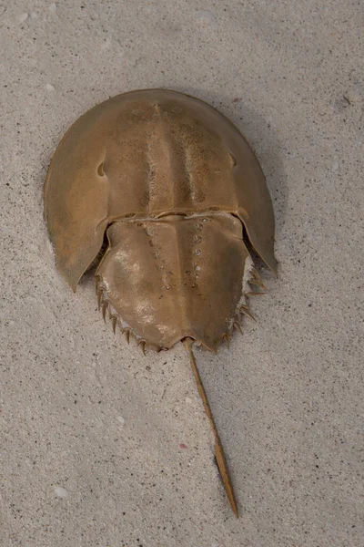 Horseshoe Crab Habitat Holbox Mexico — Stock Photo, Image