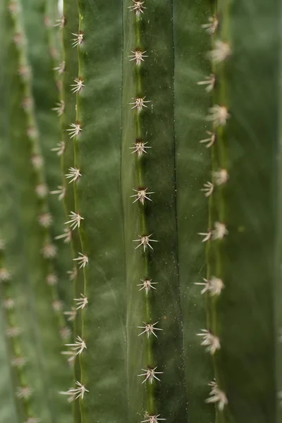 Cactaceae Botanic Garden Cadereyta Montes Queretaro Mexico — стокове фото