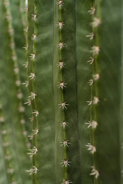 Ogród Botaniczny Cactaceae Cadereyta Montes Queretaro Meksyk — Zdjęcie stockowe