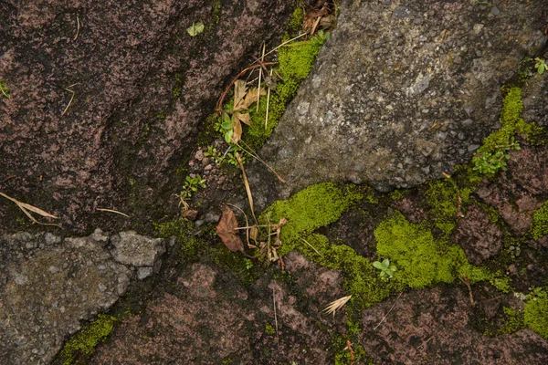 Wet Mossy Wall Texture Otomi Ceremonial Center Mexico — Stock Photo, Image