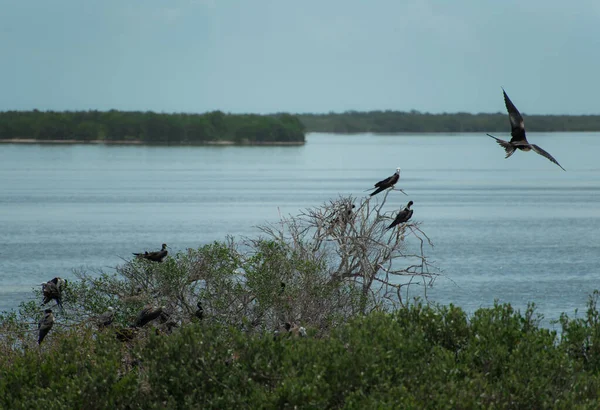 Fugle Holbox Caribbean Island Mexico - Stock-foto