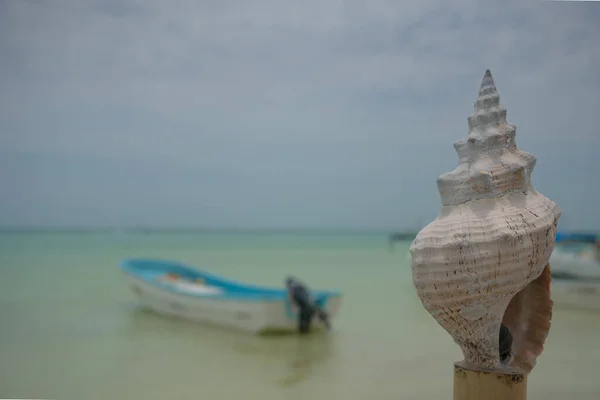 Caracol Gastropod Seashell Holbox — Foto de Stock