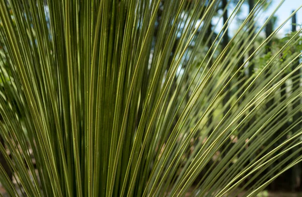 Botanischer Garten Cadereyta Montes Queretaro Mexiko — Stockfoto