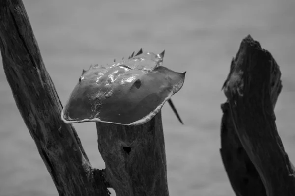 关于栖息地的马蹄蟹 Holbox墨西哥 — 图库照片