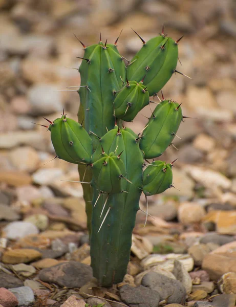 Cactaceae Botanic Garden Cadereyta Montes Queretaro Mexico — стокове фото