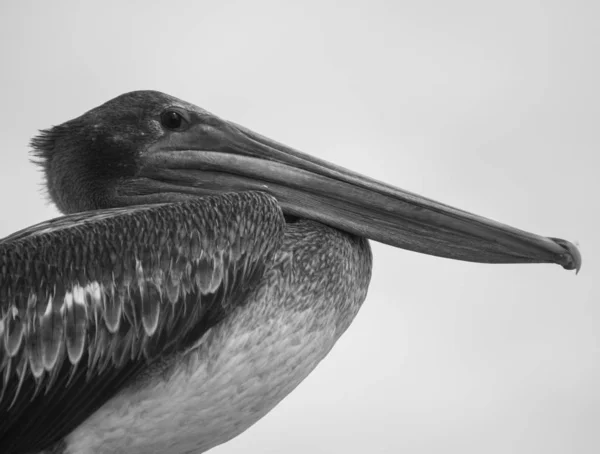 Närbild Pelikan Holbox Mexiko — Stockfoto