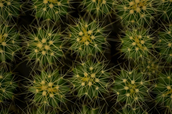 Cactaceae Botanischer Garten Cadereyta Montes Queretaro Mexiko — Stockfoto