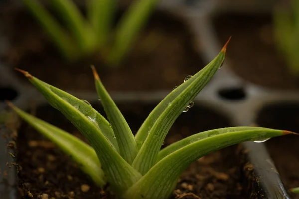 Brote Planta Agave Joven Bebé — Foto de Stock