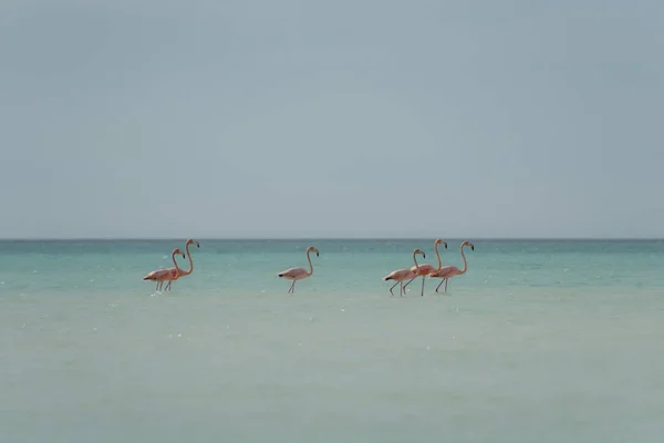 Group Flamingos Exotic Birds Holbox Island Caribbean Mexico — стокове фото