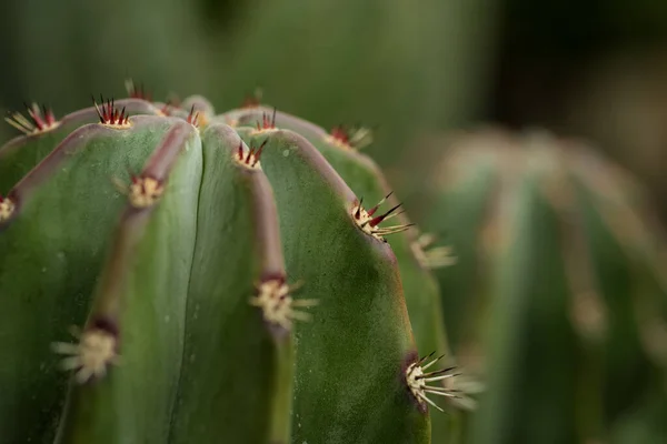 サボテン科植物園 カデレータ モンテス ケレタロ メキシコ — ストック写真