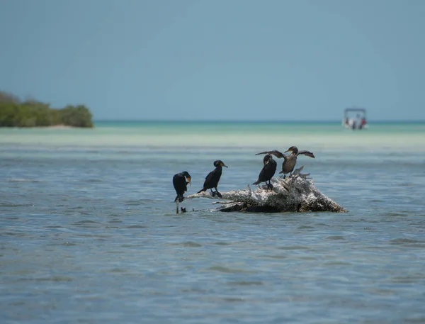 Grupo Cormoranes Concepto Hábitat Natural Holbox México — Foto de Stock