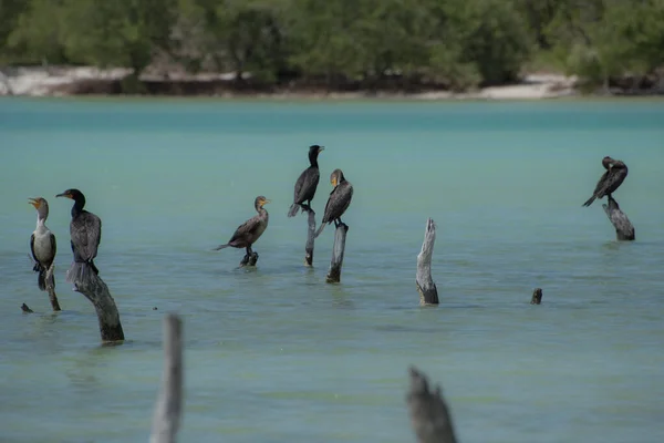 Grupo Cormoranes Concepto Hábitat Natural Holbox México — Foto de Stock