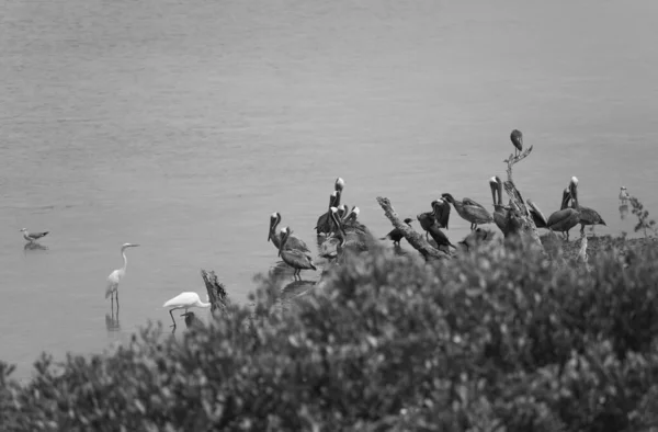 Πουλιά Στο Holbox Caribbean Island Στο Μεξικό — Φωτογραφία Αρχείου