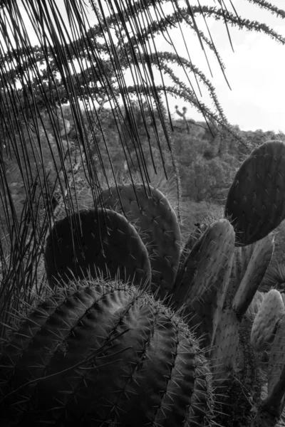 メキシコJardin Botanico Regional Cadereyta メキシコ — ストック写真