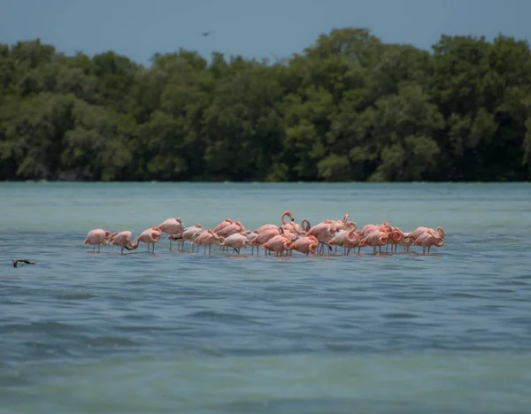 Ομάδα Φλαμίνγκο Εξωτικά Πουλιά Στο Νησί Holbox Καραϊβική Μεξικό — Φωτογραφία Αρχείου