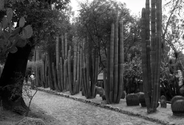 Botanická Zahrada Cactaceae Cadereyta Montes Queretaro Mexiko — Stock fotografie