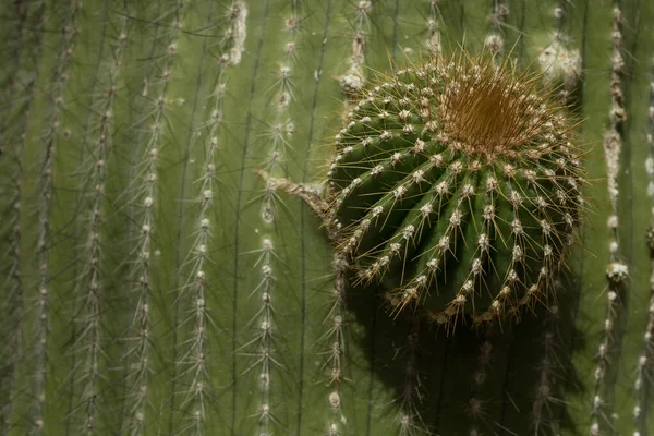 墨西哥Queretaro Cadereyta Montes 仙人掌科植物园 — 图库照片