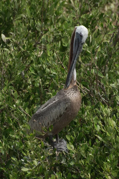 Holbox, Meksika 'da bir ağacın üzerinde çekilmiş bir Pelikan fotoğrafı.
