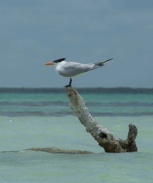 Royal Tern Holbox Isla México — Foto de Stock