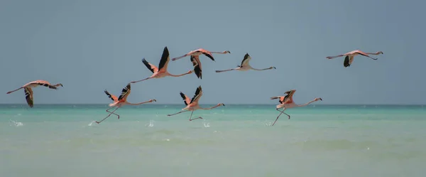 Ομάδα Φλαμίνγκο Εξωτικά Πουλιά Στο Νησί Holbox Καραϊβική Μεξικό — Φωτογραφία Αρχείου