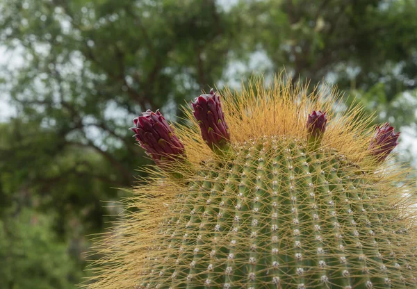 Botaniska Trädgården Cactaceae Cadereyta Montes Queretaro Mexiko — Stockfoto