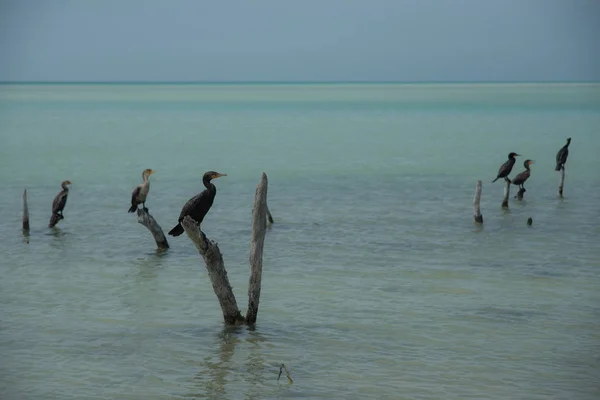 Fåglar Holbox Caribbean Island Mexiko — Stockfoto