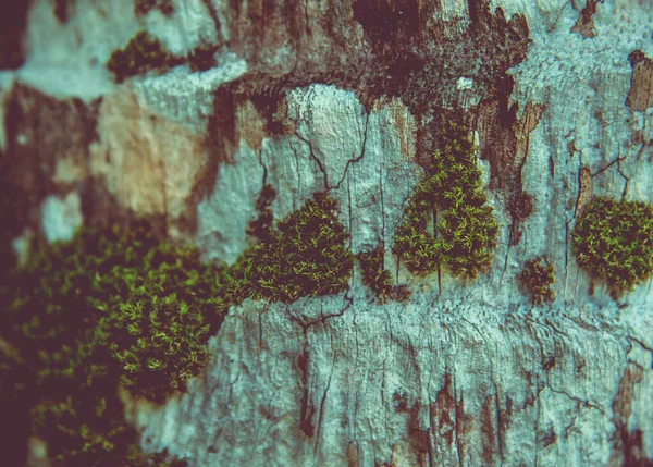 紧贴树的苔藓树干纹理 — 图库照片