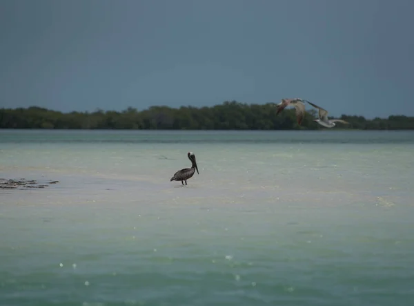 Pelican Holbox México — Foto de Stock