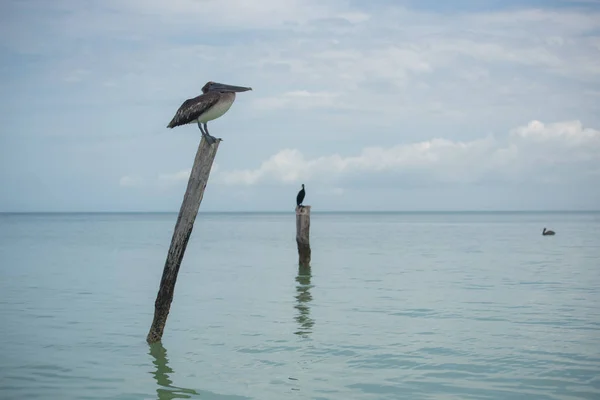 Κοντινό Πλάνο Των Πουλιών Στο Holbox Μεξικό — Φωτογραφία Αρχείου