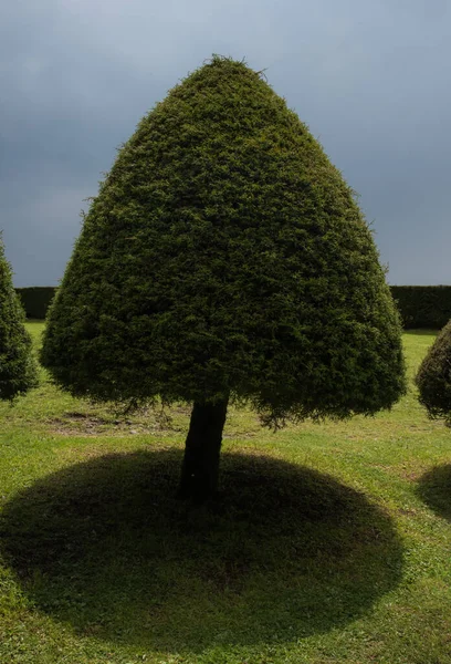 Beautiful Fluffy Baby Pine Tree — Stock Photo, Image