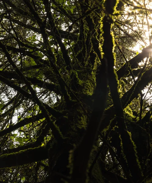 Close Mossy Trunk Texture Tree — Stok fotoğraf