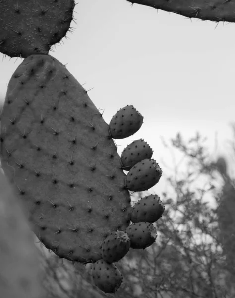 Botanická Zahrada Cactaceae Cadereyta Montes Queretaro Mexiko — Stock fotografie