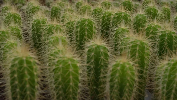 Cactaceae Botanikus Kert Cadereyta Montes Queretaro Mexikó — Stock Fotó