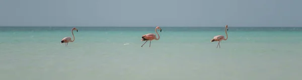 Group Flamingos Exotic Birds Holbox Island Caribbean Mexico — стокове фото