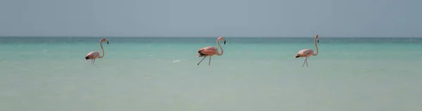 Groupe Flamants Roses Oiseaux Exotiques Holbox Île Caraïbes Mexique — Photo