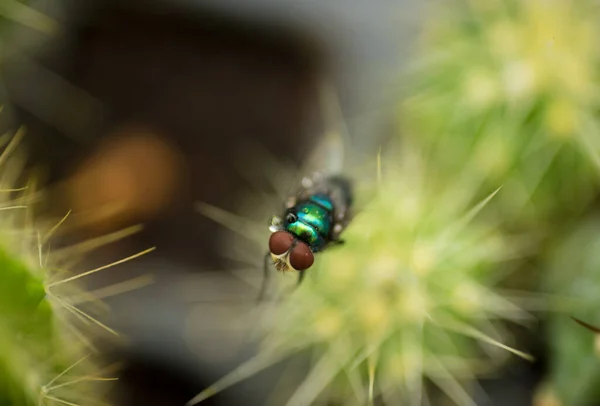 绿瓶苍蝇 Lucilia Sericata 是一种闪光的 金属的 蓝色绿色的苍蝇 小型双翅目的特写 苍蝇的宏观摄影 — 图库照片