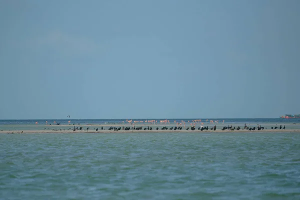 Groep Van Flamingo Exotische Vogels Holbox Island Caribbean Mexico — Stockfoto