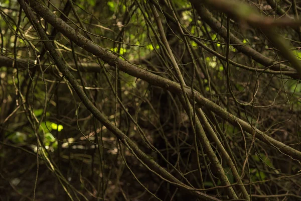 Närbild Mossiga Stammen Textur Ett Träd — Stockfoto