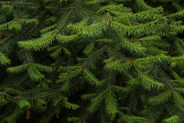 Naturlig Julgran Närbild Struktur — Stockfoto