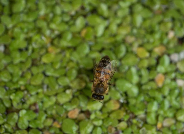 Musgos São Pequenas Plantas Sem Flores Que Normalmente Crescem Aglomerados — Fotografia de Stock