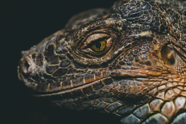 Macro Close Iguana Iguana Рід Травоїдних Ящірок Які Ростуть Тропічних — стокове фото