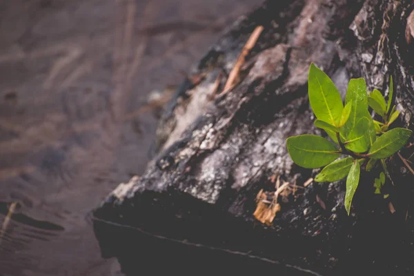 Small Sprout Grows Fallen Water Tree — Stok fotoğraf