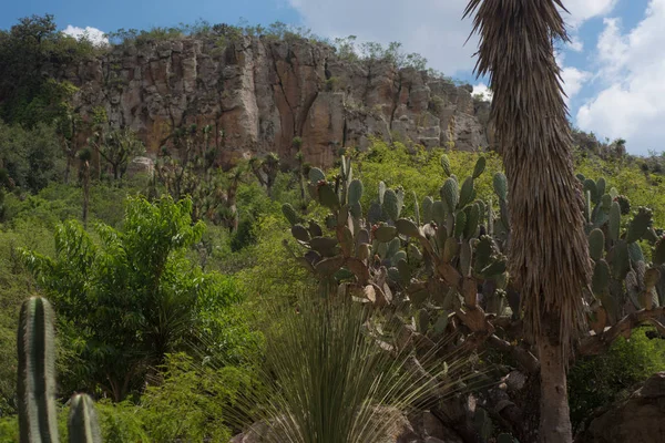 Cactaceae botanik bahçesi, Cadereyta de Montes, Queretaro, Meksika