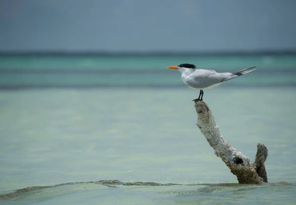Royal Tern Holbox Νήσος Μεξικού — Φωτογραφία Αρχείου