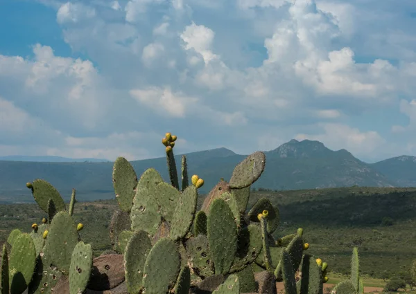 Botanická Zahrada Cactaceae Cadereyta Montes Queretaro Mexiko — Stock fotografie