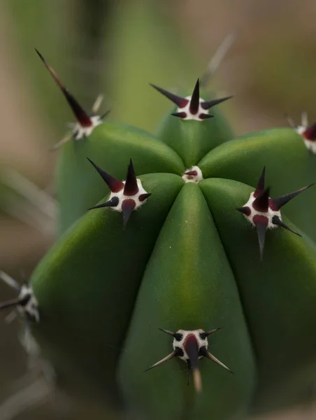 Cactaceae Jardim Botânico Cadereyta Montes Queretaro México — Fotografia de Stock